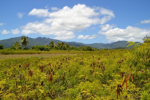 Zdjęcie z Vanuatu - Srodek wyspy
