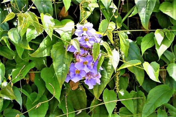 Zdjęcie z Vanuatu - Melanezyjska flora