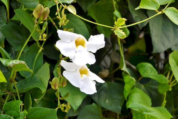 Zdjęcie z Vanuatu - Melanezyjska flora