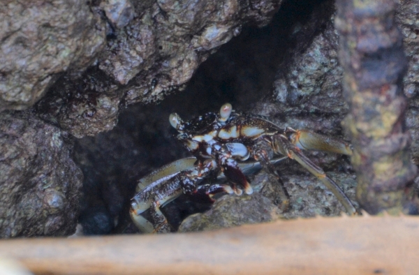 Zdjęcie z Vanuatu - Krab w przybrzeznych skalach