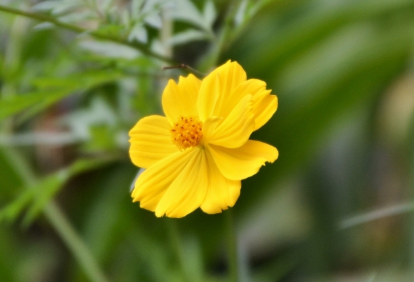 Zdjęcie z Vanuatu - Melanezyjska flora