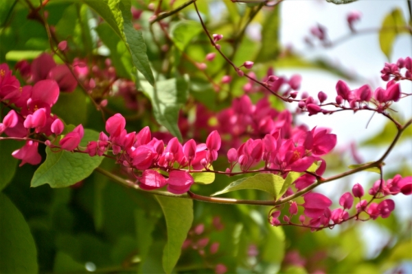 Zdjęcie z Vanuatu - Melanezyjska flora