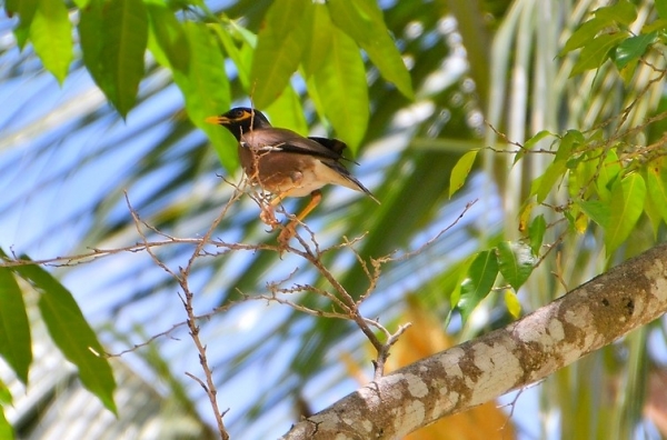 Zdjęcie z Vanuatu - Majna brunatna