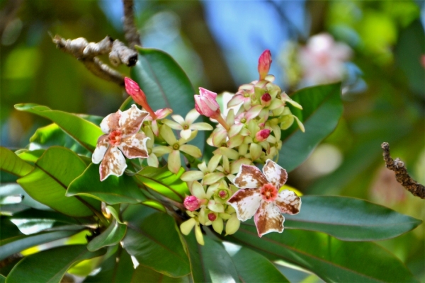 Zdjęcie z Vanuatu - Melanezyjska flora