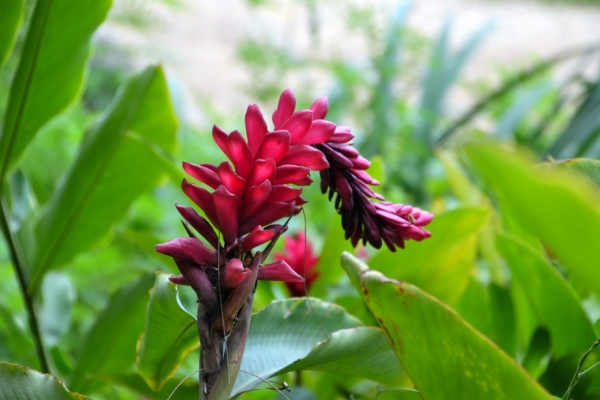 Zdjęcie z Vanuatu - 
