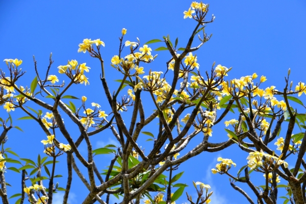 Zdjęcie z Vanuatu - Kwitna frangipani