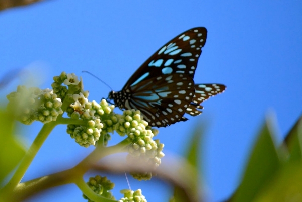 Zdjęcie z Vanuatu - Fauna i flora 