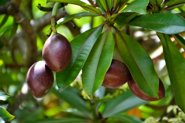 Zdjęcie z Vanuatu - Melanezyjska flora