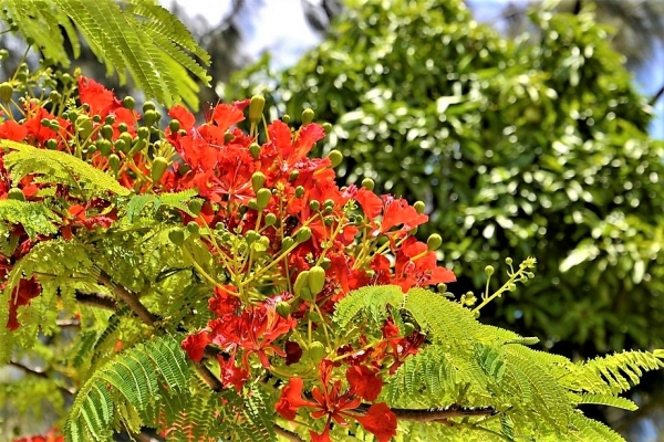 Zdjęcie z Vanuatu - 