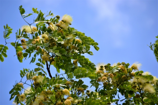 Zdjęcie z Vanuatu - Melanezyjska flora