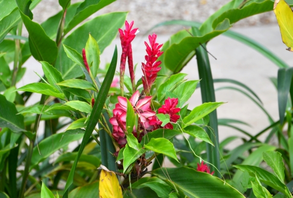 Zdjęcie z Vanuatu - 
