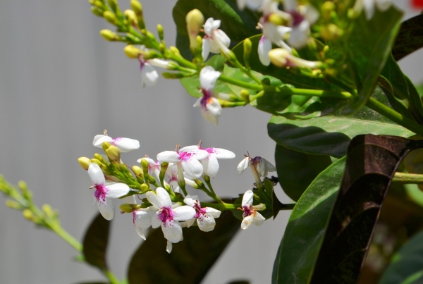 Zdjęcie z Vanuatu - Melanezyjska flora