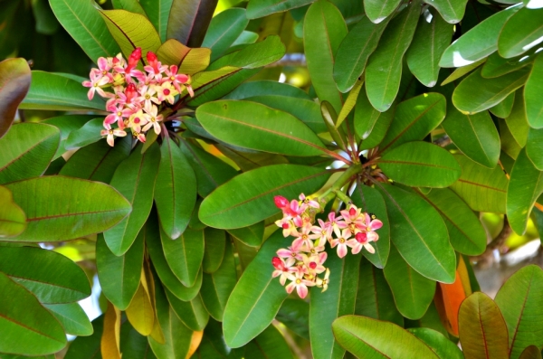 Zdjęcie z Vanuatu - Melanezyjska flora