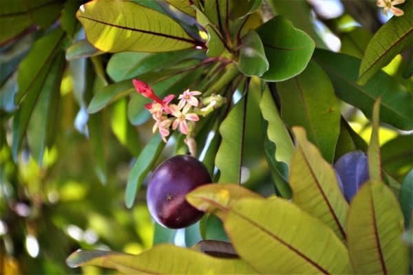 Zdjęcie z Vanuatu - Melanezyjska flora