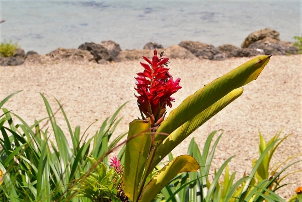 Zdjęcie z Vanuatu - Na nadmorskim deptaku