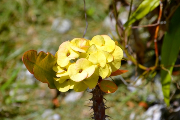 Zdjęcie z Nowej Kaledonii - Melanezyjska flora