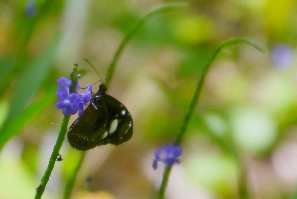 Zdjęcie z Nowej Kaledonii - Fauna i flora