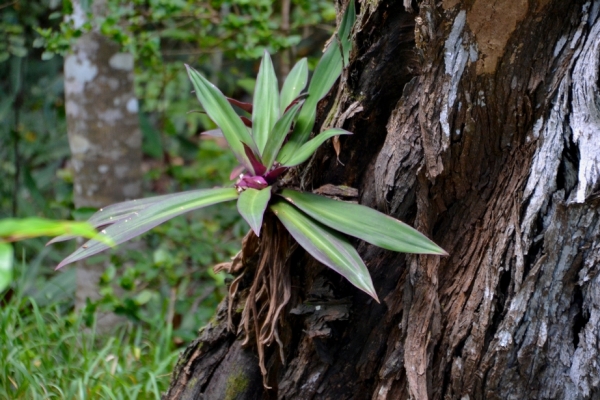 Zdjęcie z Nowej Kaledonii - Melanezyjska flora