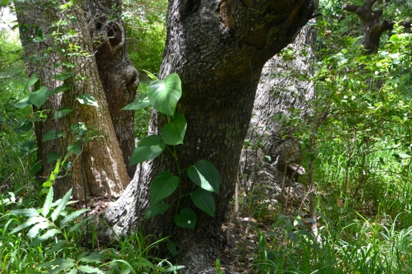 Zdjęcie z Nowej Kaledonii - Melanezyjska flora