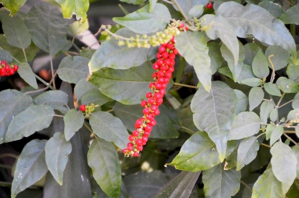 Zdjęcie z Nowej Kaledonii - Melanezyjska flora