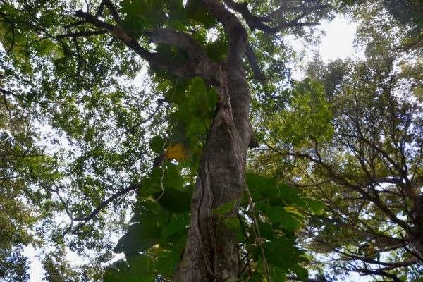 Zdjęcie z Nowej Kaledonii - Melanezyjska flora