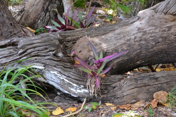 Zdjęcie z Nowej Kaledonii - Melanezyjska flora