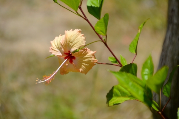 Zdjęcie z Nowej Kaledonii - Hibiskus