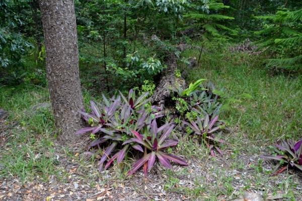 Zdjęcie z Nowej Kaledonii - Melanezyjska flora