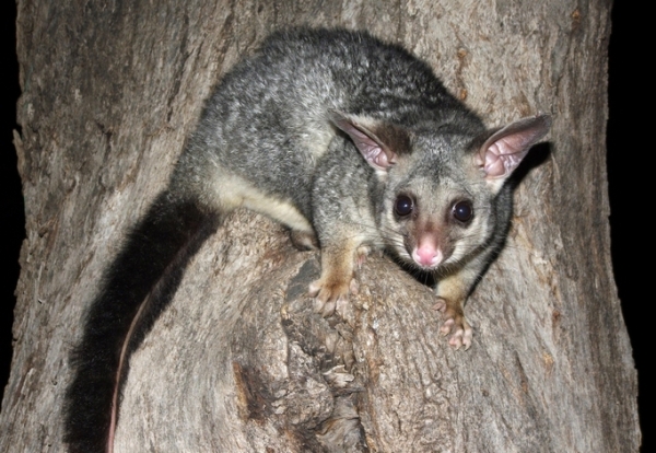 Zdjęcie z Australii - Possum na terenie naszego osrodka
