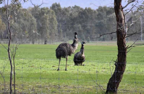 Zdjęcie z Australii - Emu przy drodze