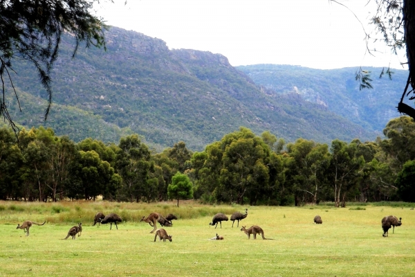 Zdjęcie z Australii - Kangury i emu na polanie za osrodkiem