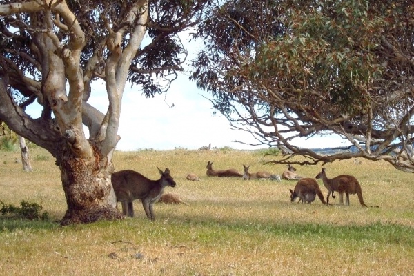 Zdjęcie z Australii - W drodze do Victor Harbor