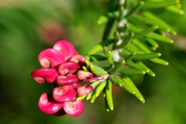 Zdjęcie z Australii - Flora