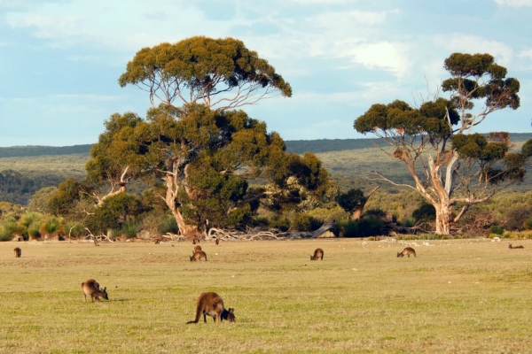 Zdjęcie z Australii - Przystanek miedzy Adelajda a Victor Harbor