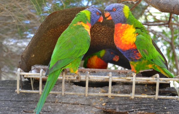 Zdjęcie z Australii - Park dzikich zwierzat Urimbirra kolo Victor Harbor