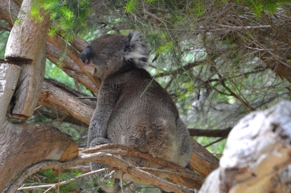 Zdjęcie z Australii - Koala w jednej z kilku miskowych zagrodek :)