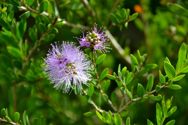 Zdjęcie z Australii - Flora