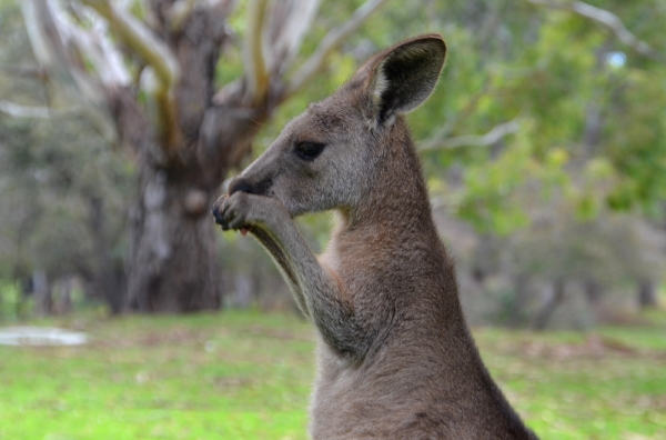 Zdjęcie z Australii - Sierotka :)