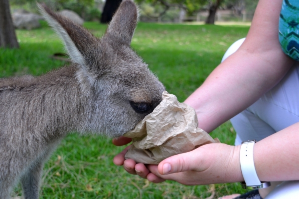 Zdjęcie z Australii - Zjem od razu wszystko :)