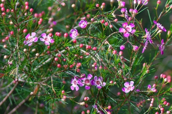 Zdjęcie z Australii - Flora