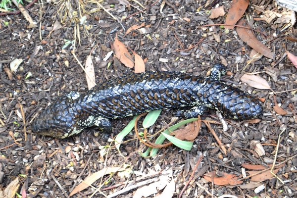 Zdjęcie z Australii - Scynk krótkoogonowy