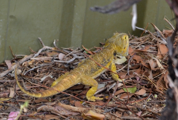 Zdjęcie z Australii - W jaszczurzej zagrodzie