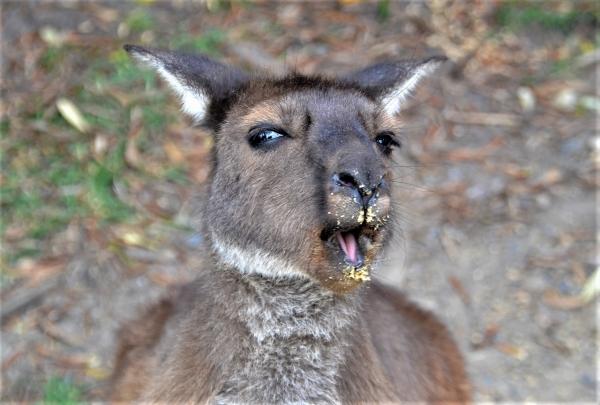 Zdjęcie z Australii - Dobre bylo ale malo :)