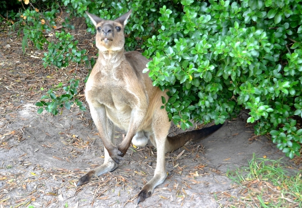 Zdjęcie z Australii - Lepiej wstane, daja cos dobrego :)