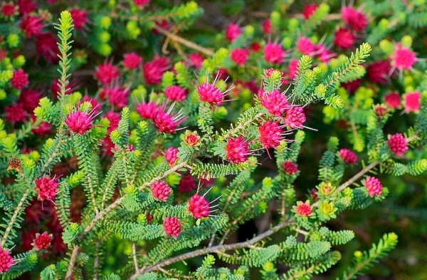 Zdjęcie z Australii - Flora