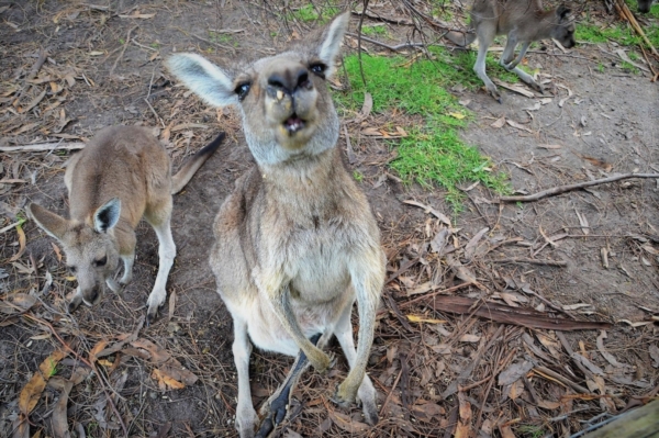 Zdjęcie z Australii - Co masz dla mnie?