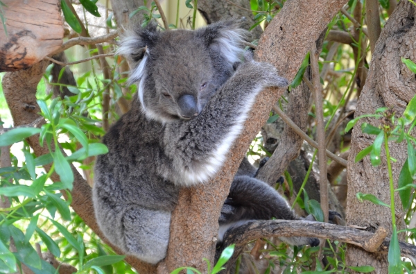 Zdjęcie z Australii - Misiek bez dwoch palcow...