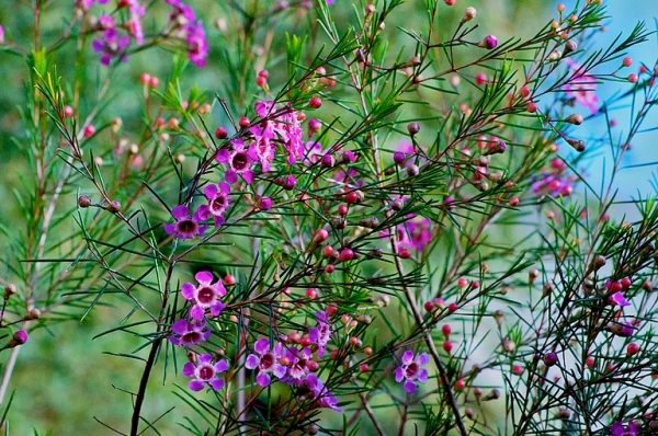 Zdjęcie z Australii - Flora