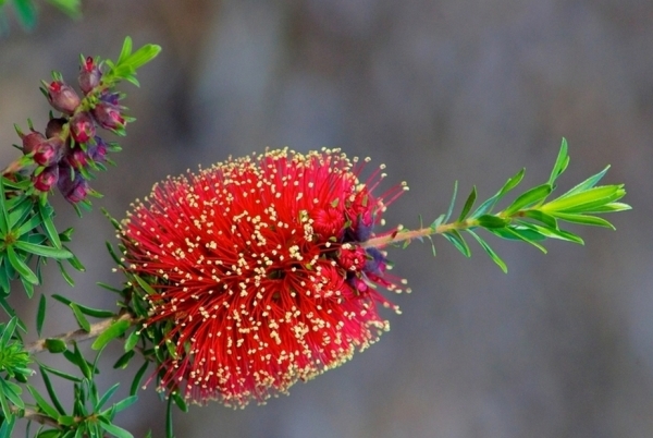 Zdjęcie z Australii - Flora