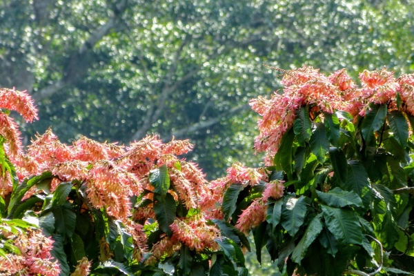 Zdjęcie z Kuby - Soroa- Ogród orchidei, w którym było więcej innego kwiecia niż samych orchidei